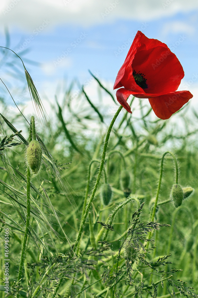 Obraz premium Red poppy