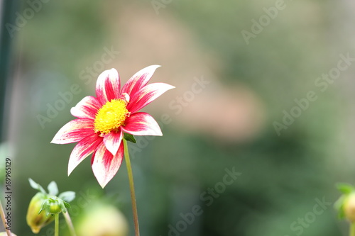 Fototapeta Naklejka Na Ścianę i Meble -  dahlia