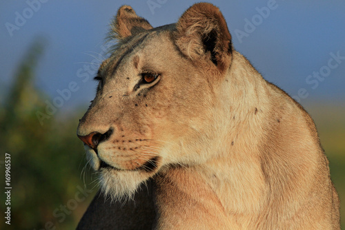 Side view of a lone lioness looking alert. She has lots of flies covering her face. Masai Mara, Kenya