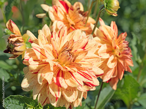 Fototapeta Naklejka Na Ścianę i Meble -  Dahlien,Dahlias