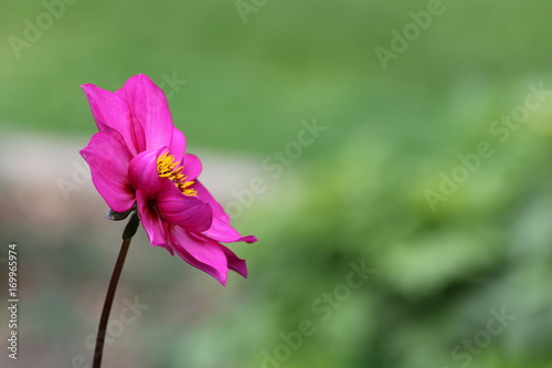 Fototapeta Naklejka Na Ścianę i Meble -  dahlia