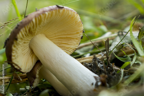 mushroom russet