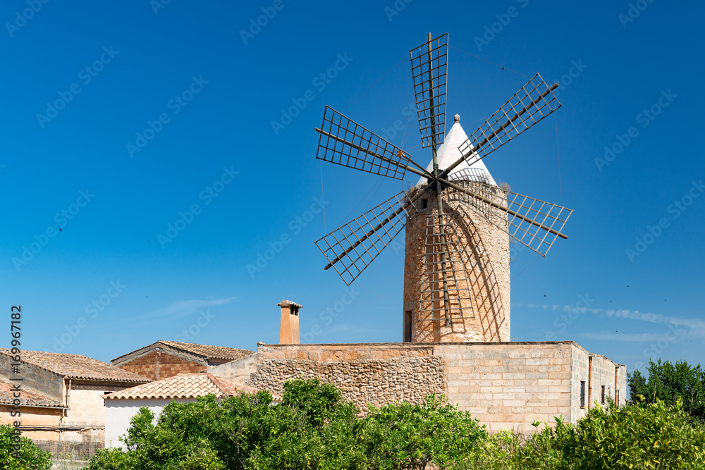Mallorcan grain mill behind citrus trees - 5368