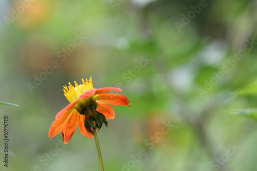 Fototapeta Naklejka Na Ścianę i Meble -  dahlia