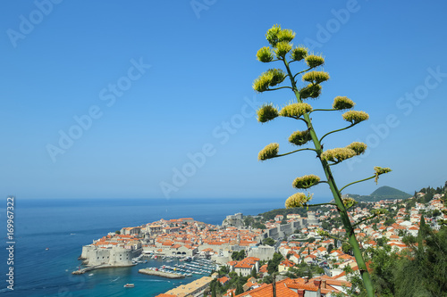 Agave flower stalk with view of Dubrovnik