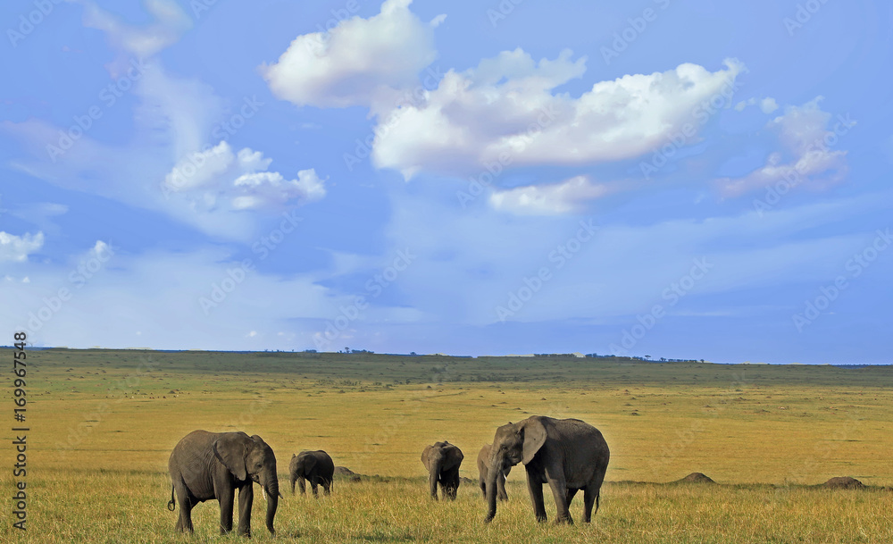 Herd of elephants on the Open African Plains i the Masai Mara, Kenya Herd of elephants on the Open African Plains i the Masai Mara, Kenya