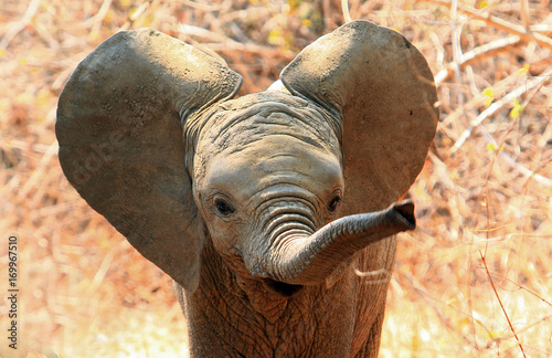 An adorable baby African Elephant with ears flapping and trunk extended in South Luangwa National Park, Zambia.  Motion blur is visible on the tip of the trunk