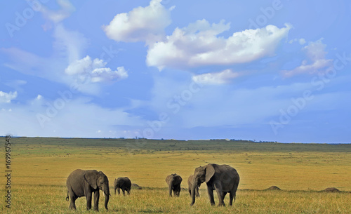 Herd of elephants on the Open African Plains i the Masai Mara, Kenya