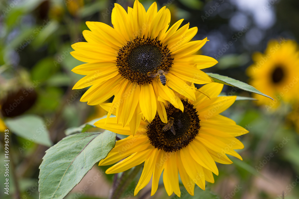 Fototapeta premium Girasole con ape