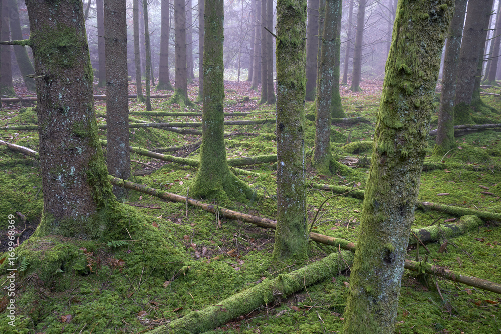 Fototapeta premium Fichtenforst im Heidimoos, einem Naturwaldreservat