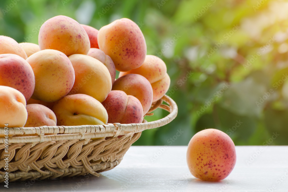 Wicker basket of apricot lies on a white wooden table on a background of green branches, daylight