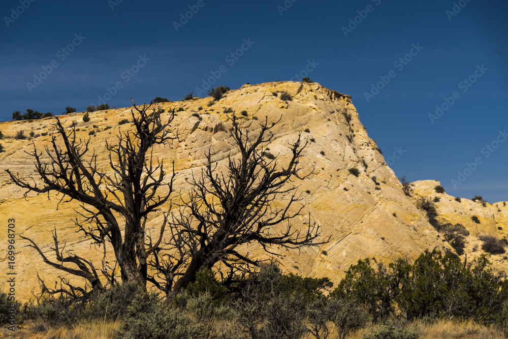 Burned Tree in Front of white Sandstone in the Grand Staircase Burned Tree in Front of white Sandstone in the Grand Staircase