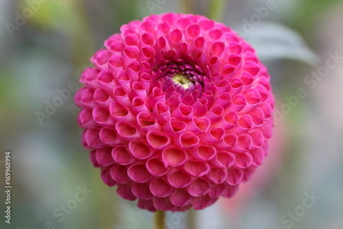 Fototapeta Naklejka Na Ścianę i Meble -  dahlia
