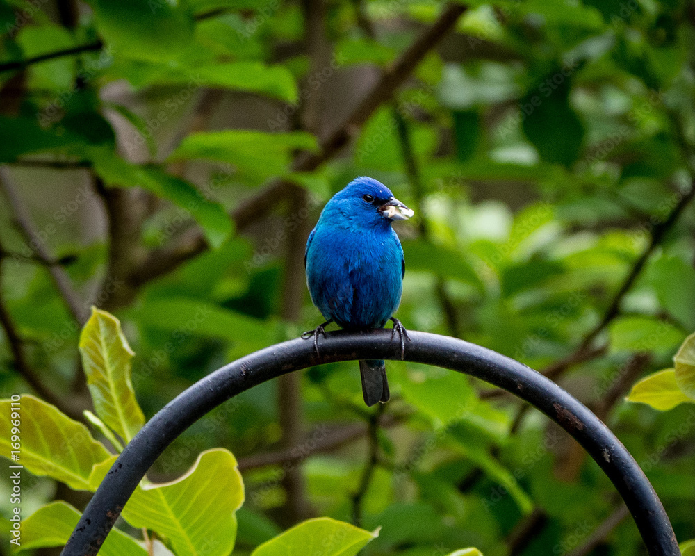 Fototapeta premium Indigo Bunting