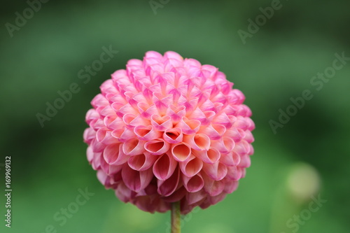 Fototapeta Naklejka Na Ścianę i Meble -  dahlia