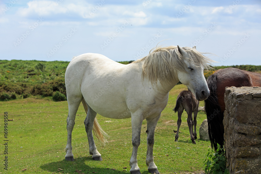 White Dartmoor Pony standing on the lush green meadow, in dartmoor national park, devon White Dartmoor Pony standing on the lush green meadow, in dartmoor national park, devon