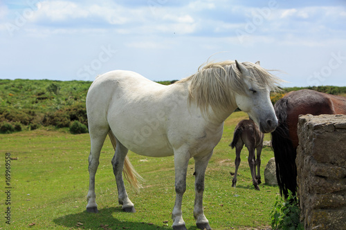 White Dartmoor Pony standing on the lush green meadow  in dartmoor national park  devon