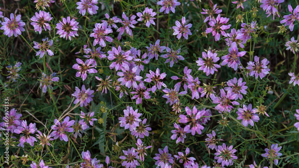 Pink flowers overhead closeup Pink flowers overhead closeup