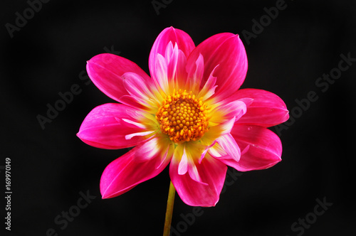 Dahlia flower against black