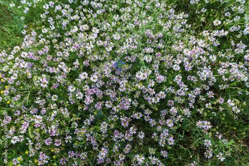 Pink flowers in meadow overhead