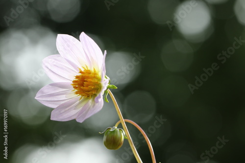 Fototapeta Naklejka Na Ścianę i Meble -  dahlia