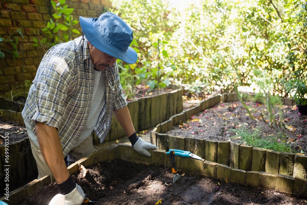 Senior man planting young plant into the soil Senior man planting young plant into the soil