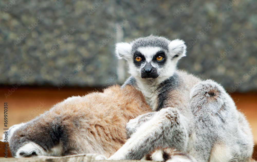 Obraz premium Long tailed lemur looking directly into camera