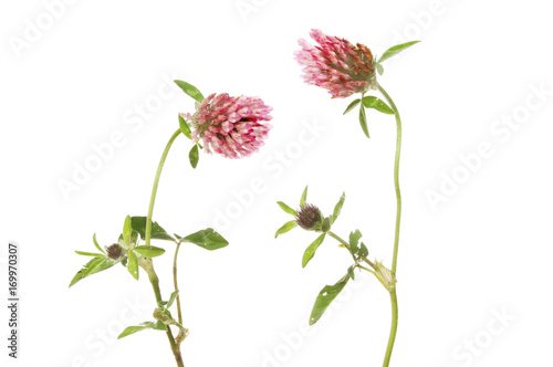 Red clover flowers and leaves