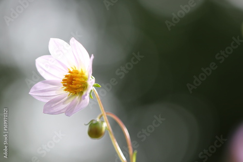 Fototapeta Naklejka Na Ścianę i Meble -  dahlia