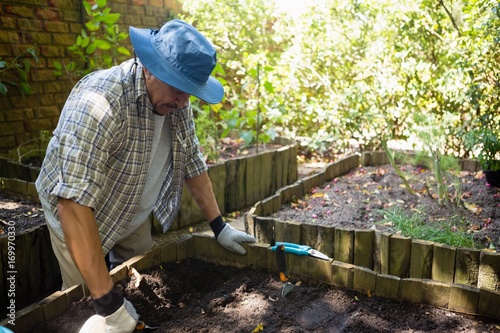 Senior man planting young plant into the soil