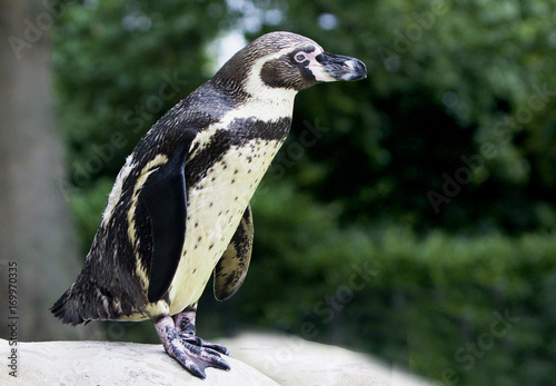 Humboldt penguin posing with natural background photo