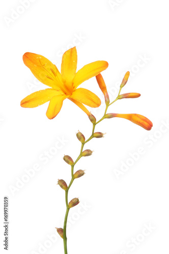 Yellow crocosmia flower