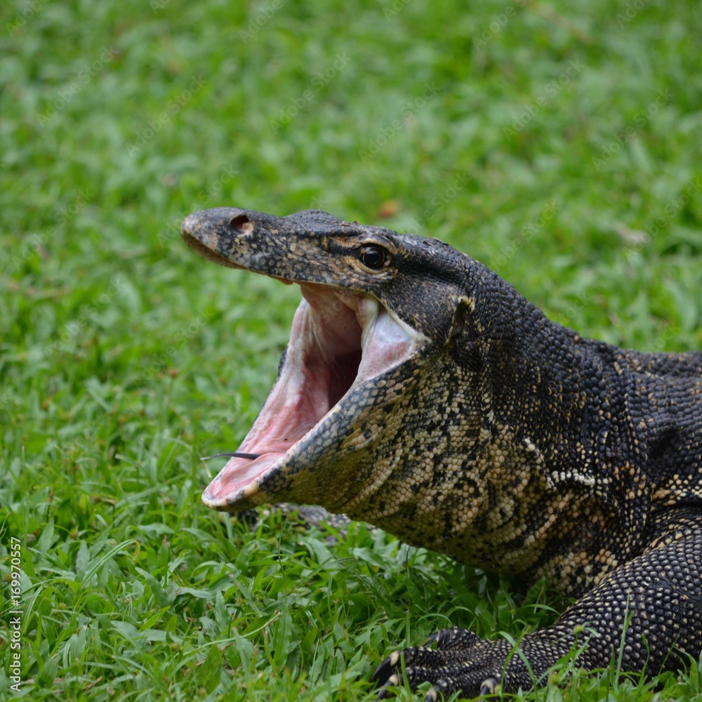 Obraz premium The lizard yawns early in the morning 