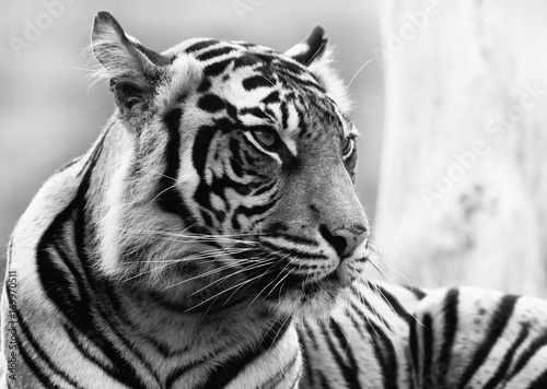 Monochrome image of a sumatran tiger head