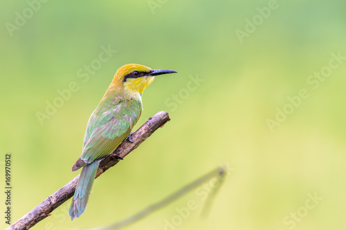Green Green Bee - eater or little green bee-eater or Merops orientalis, beautiful green bird perching on a branch with green background.