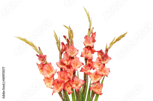 Spray of gladioli flowers