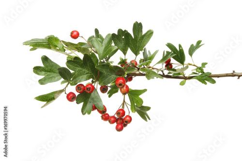 Hawthorn leaves and berries