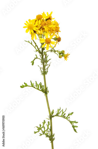 Common Ragwort flowers