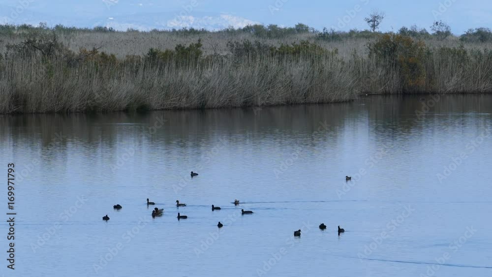 Birds in a lake at the Igroviotopos Moustou park in Greece Birds in a lake at the Igroviotopos Moustou park in Greece