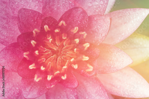 sweet pink lotus in soft and blur style for background