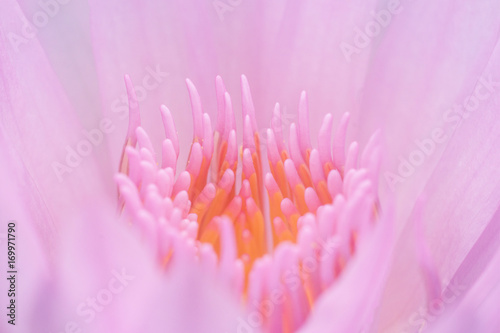 sweet pink lotus in soft and blur style for background