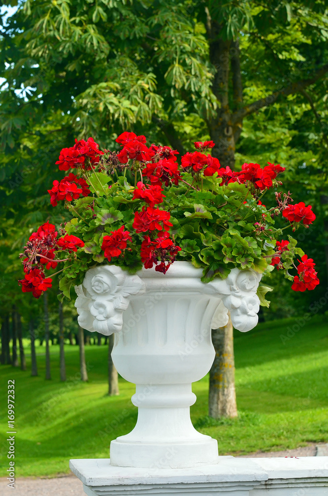 White gorgeous stone planter with red flowers White gorgeous stone planter with red flowers