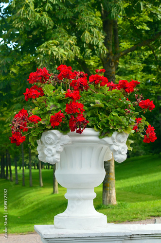 Fototapeta Naklejka Na Ścianę i Meble -  White gorgeous stone planter with red flowers