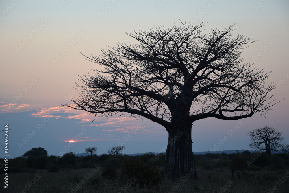 Baum in Afrika