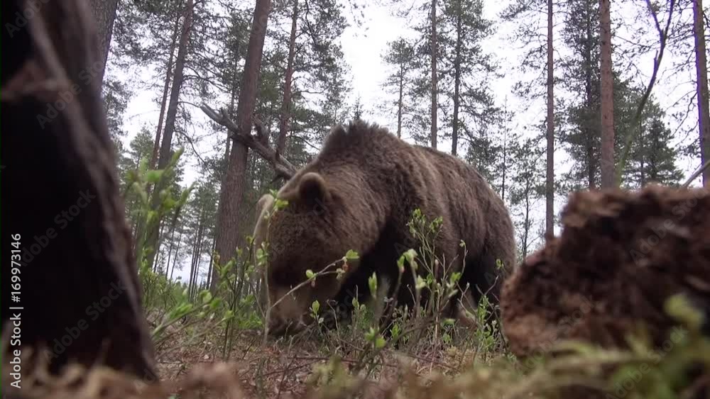 wild european brown bear wild european brown bear