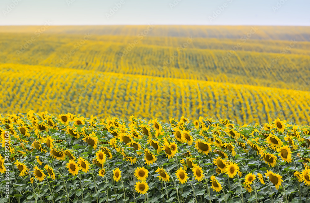 Fototapeta premium Field of sunflowers in the sun, summer background