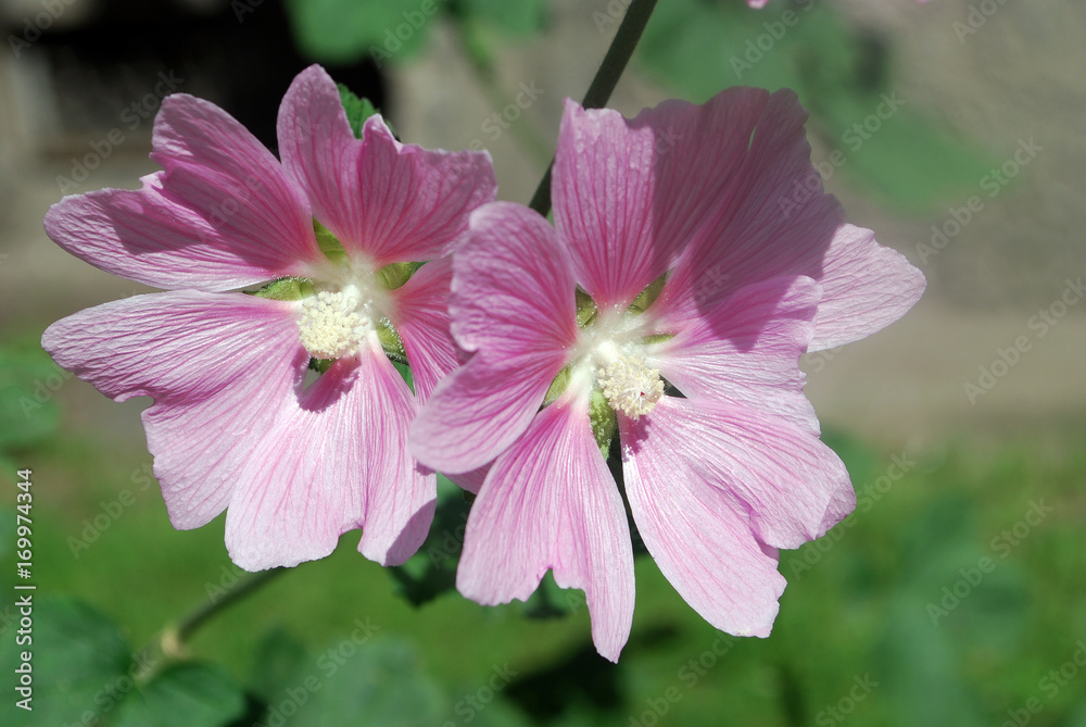 Medicinal plants. Beautiful pink mallow flowers adorn the flowerbed in the garden. A close-up photograph Medicinal plants. Beautiful pink mallow flowers adorn the flowerbed in the garden. A close-up photograph