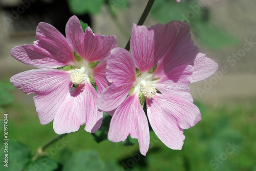 Medicinal plants. Beautiful pink mallow flowers adorn the flowerbed in the garden. A close-up photograph