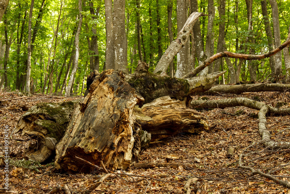 Fallen tree in a forest. Fallen leaves. Fallen tree in a forest. Fallen leaves.