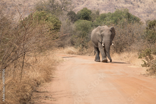 Elefant kommt entgegen photo